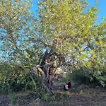 Cosy - Alfarrobas ألغوز